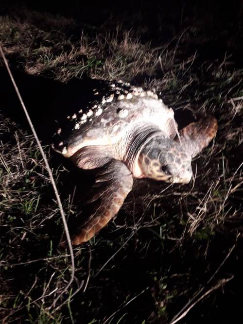 Barletta, caretta caretta trovata agonizzante in campagna